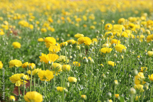 Image of beautiful yellow spring flowers. © tomertu