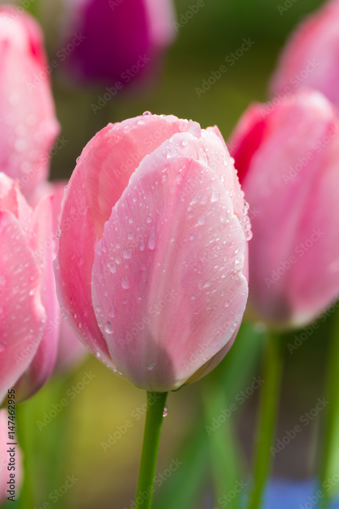 Pink tulips after rain with rain drops close-up Pink tulips after rain with rain drops close-up