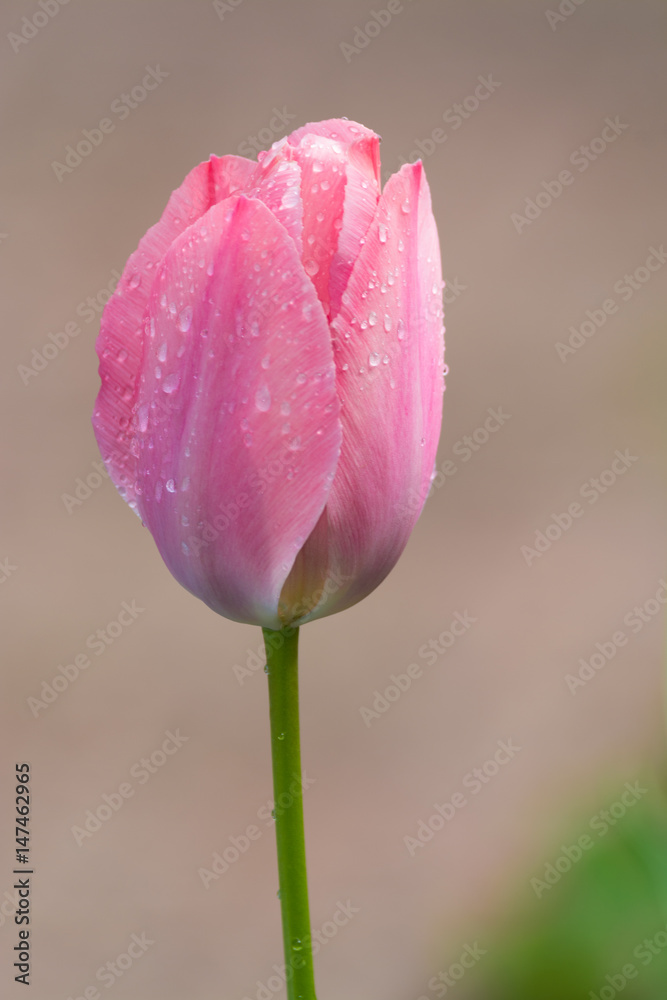 Pink tulips after rain with rain drops close-up Pink tulips after rain with rain drops close-up