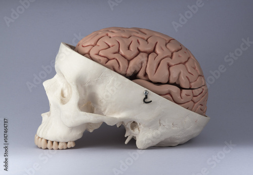 Skull and brain model