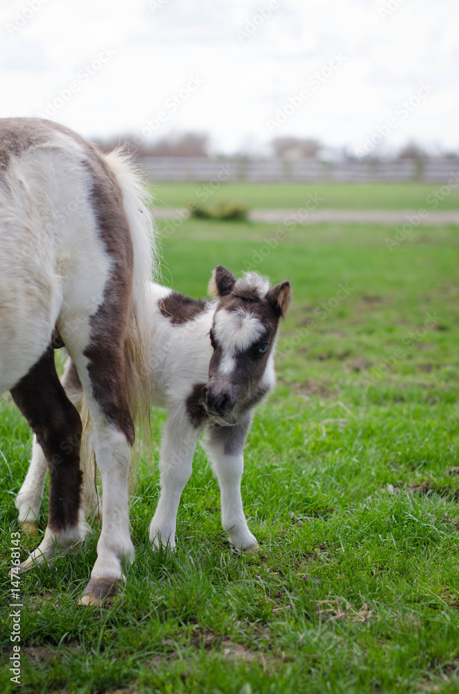 Mini dwarf horse at a farm. foal mini horse.