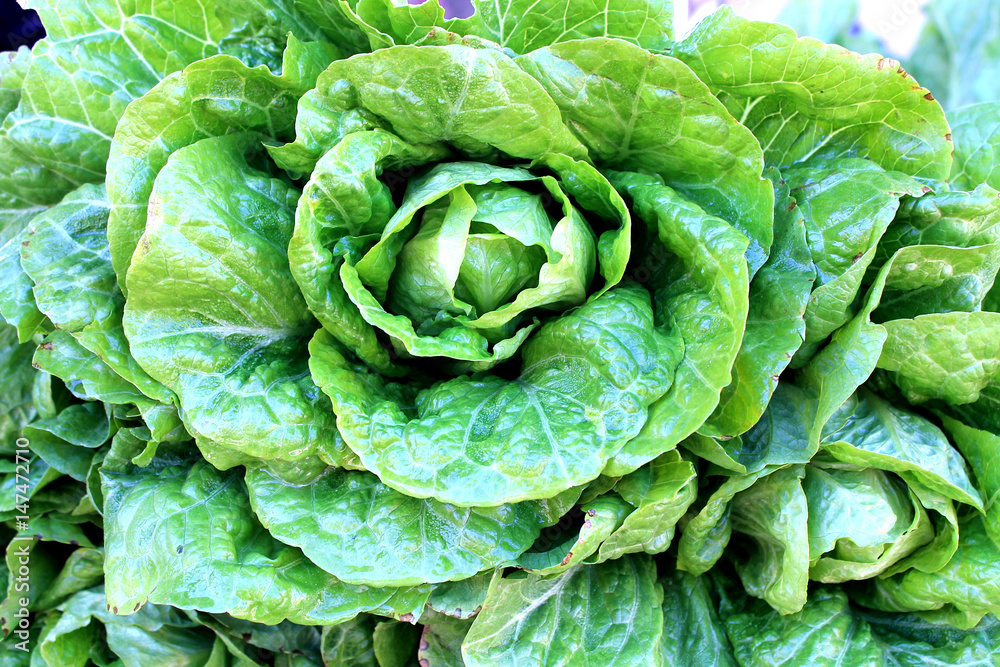 Obraz premium Fresh salad green lettuce spring vegetable salad vitamins