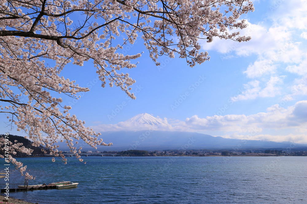 河口湖　富士山と桜
