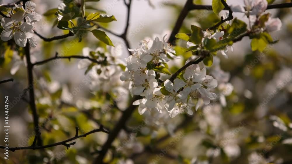 Video FHD. Flowering branches of fruit trees apricots, cherries, plums swaying in the wind in the garden in the spring Video FHD. Flowering branches of fruit trees apricots, cherries, plums swaying in the wind in the garden in the spring