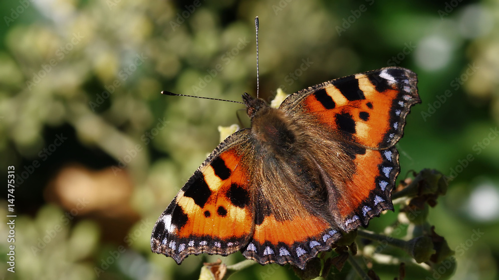 Small Tortoiseshell Small Tortoiseshell