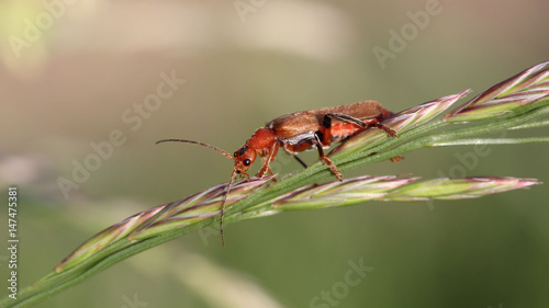 Common Red Soldier Beetle © Sjaak