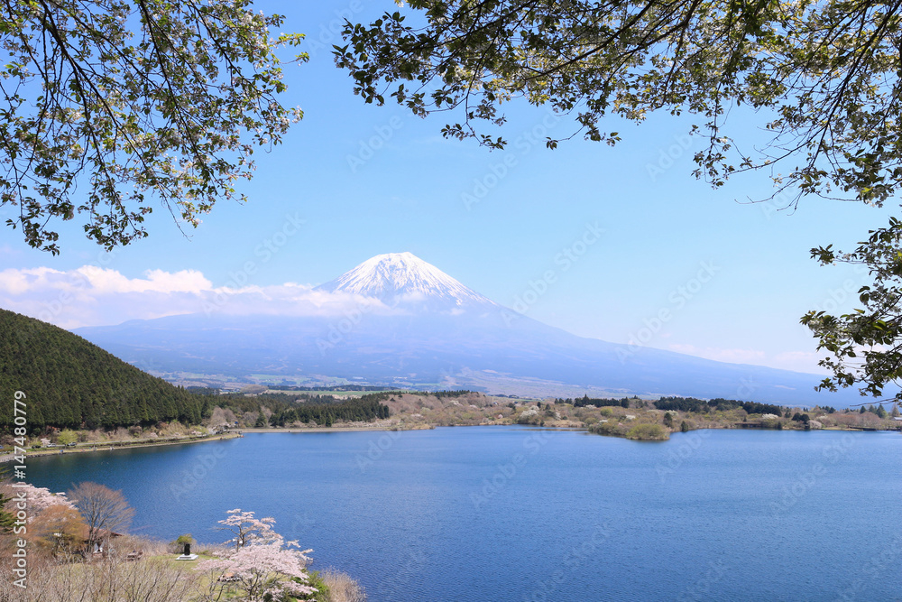 田貫湖　富士山と山桜