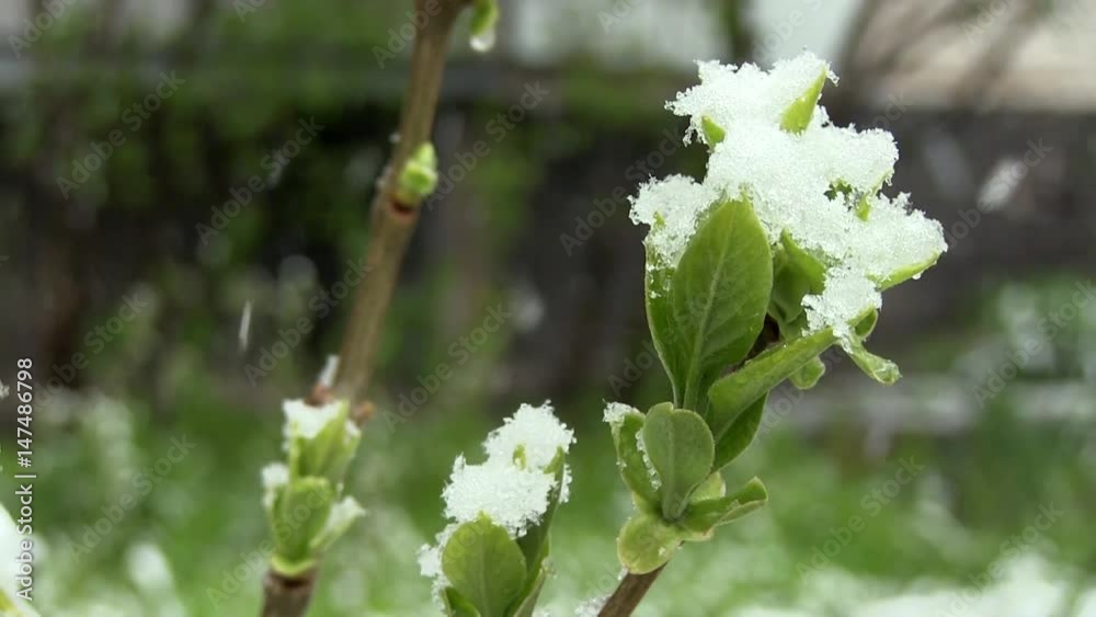 Anomalous Weather In The Spring. Snow Lies On Green Leaves Late Spring. Snow Falls On Green Fresh Leaves On The Tree On The Snowfall Background. Global Warming Anomalous Weather In The Spring. Snow Lies On Green Leaves Late Spring. Snow Falls On Green Fresh Leaves On The Tree On The Snowfall Background. Global Warming