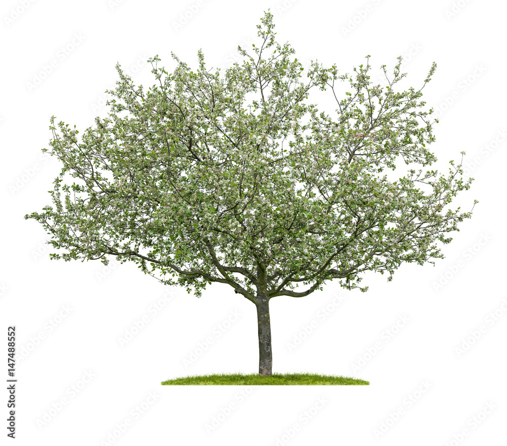 Naklejka premium Blühender Kirschbaum vor einem weißen Hintergrund