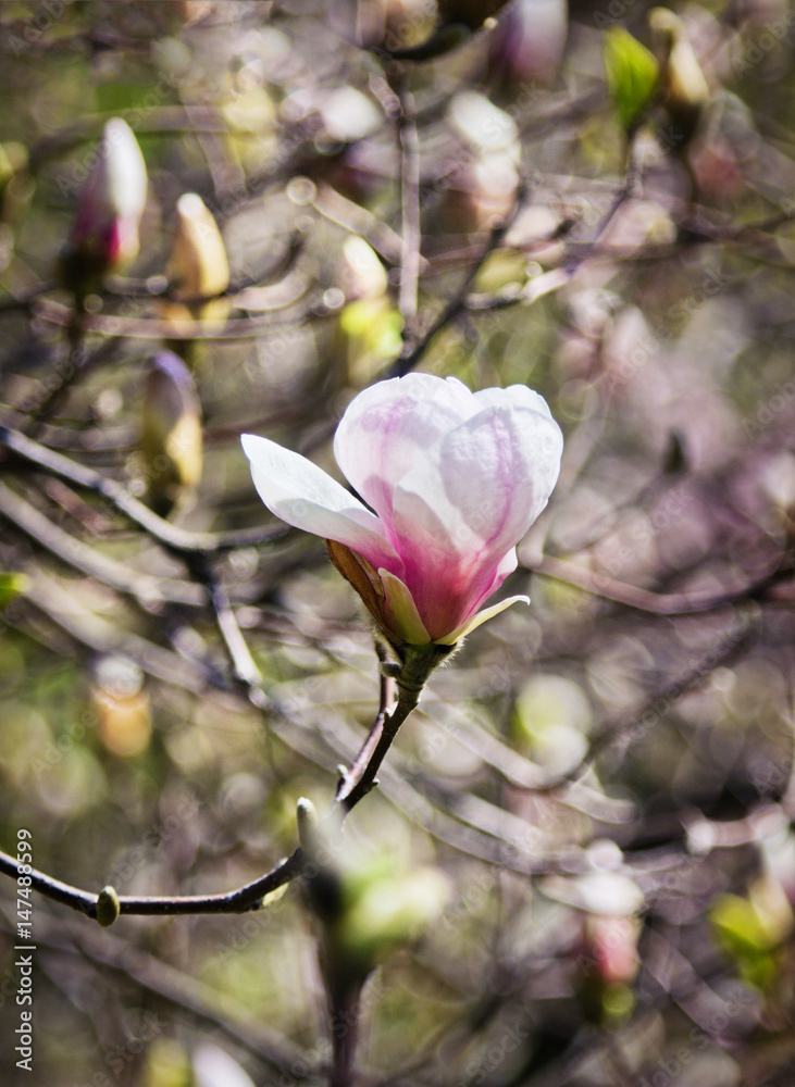 Flower of magnolia tree in spring garden