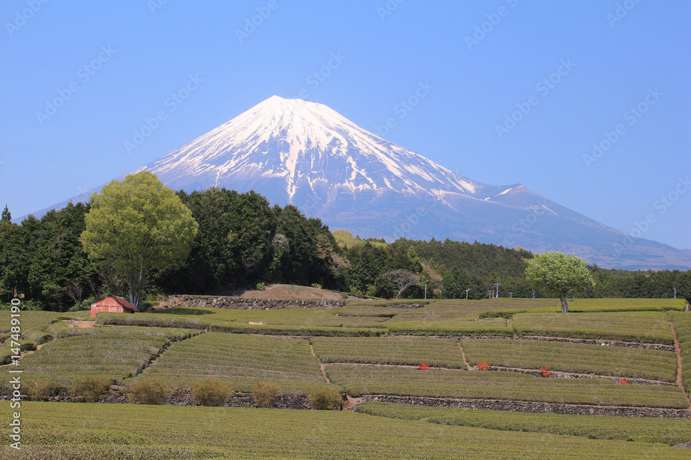 富士市　富士山と茶畑
