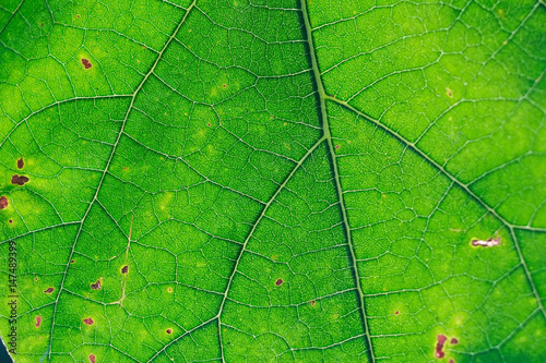 Fresh green leaf texture macro close-up