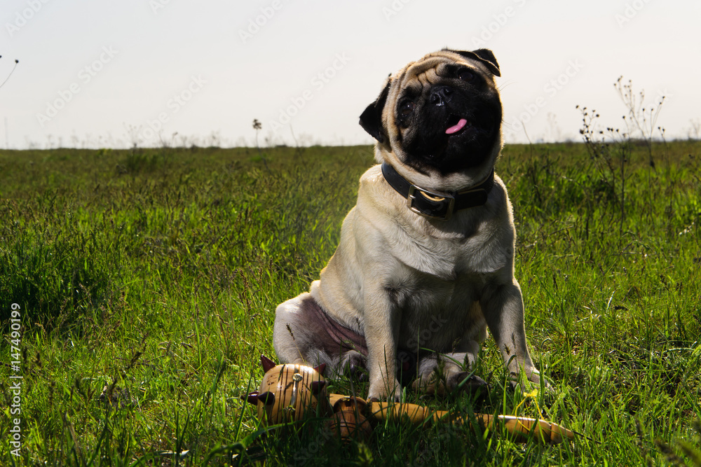 White pug in a field