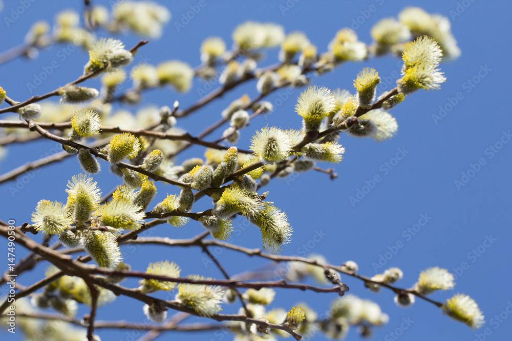 blooming willow