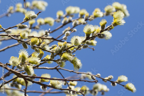 blooming willow