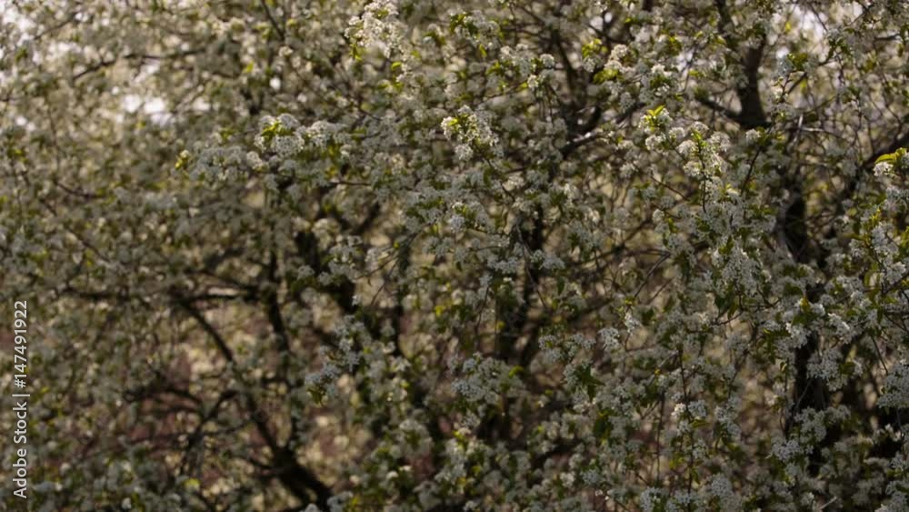 Video FHD. Flowering branches of fruit trees apricots, cherries, plums swaying in the wind in the garden in the spring