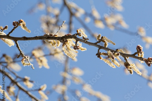 alder flowers