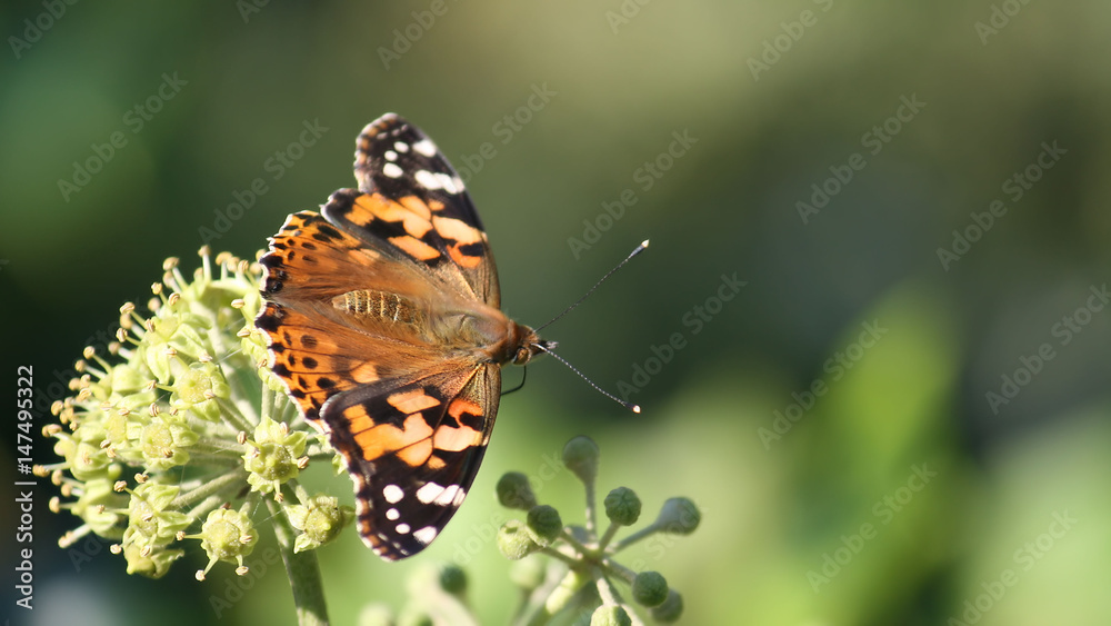 Obraz premium Painted Lady