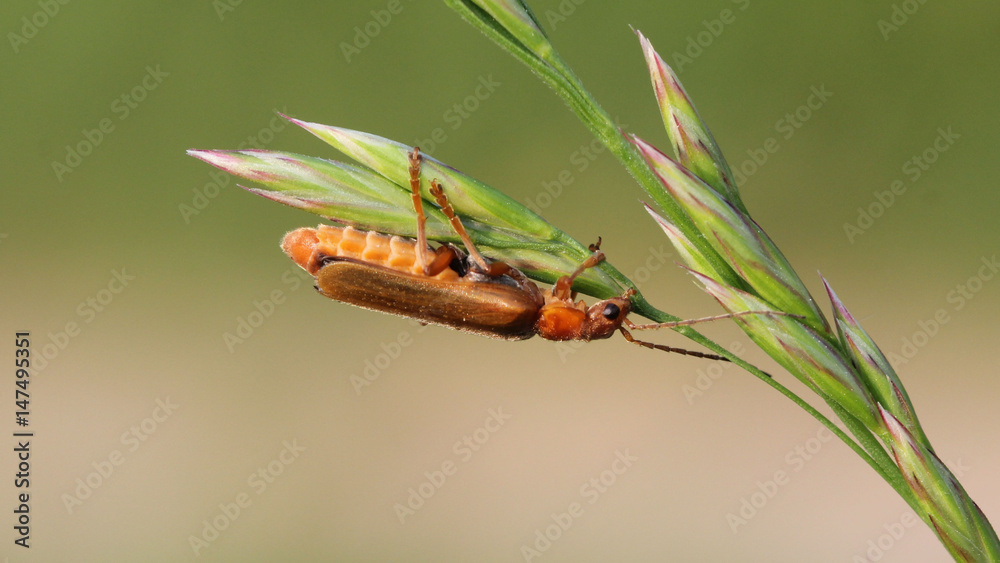 Common Red Soldier Beetle Common Red Soldier Beetle