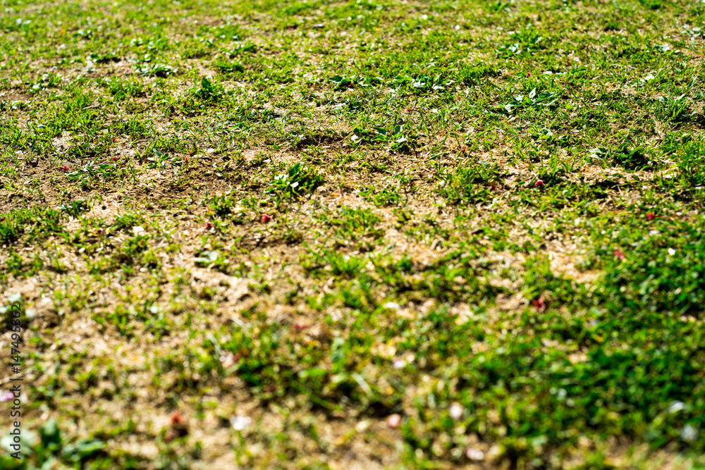 草むらのテクスチャ Stock Photo Adobe Stock