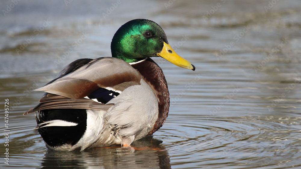 Obraz premium Mallard