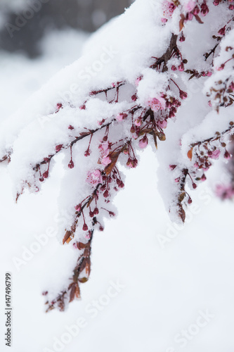 Photo of snowy plants in winter. © Gatherina