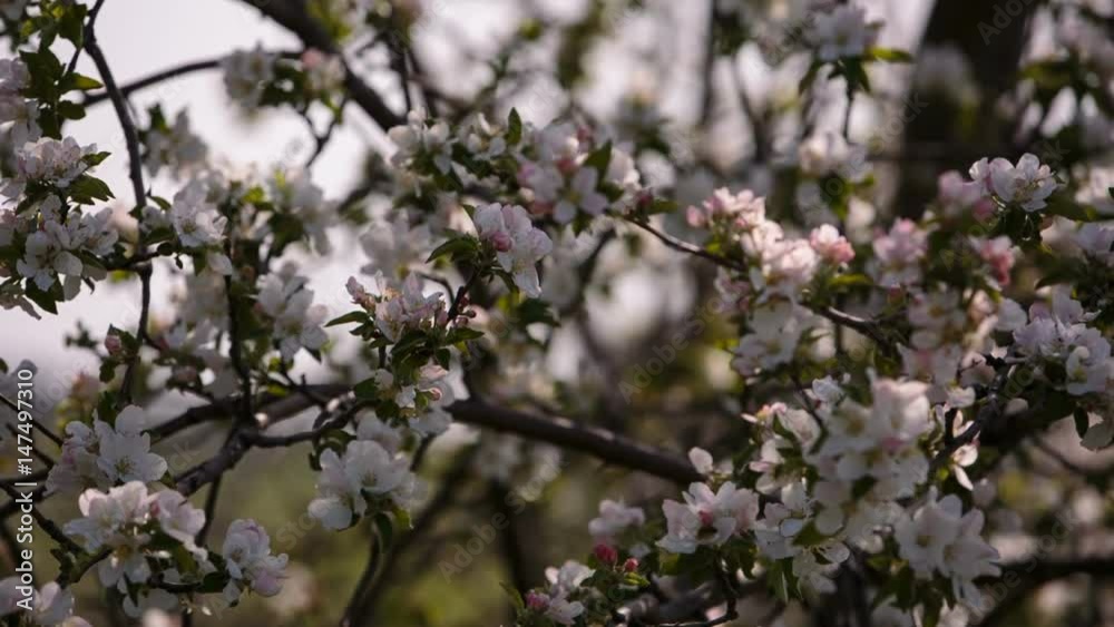Video FHD. Flowering branches of fruit trees apricots, cherries, plums swaying in the wind in the garden in the spring Video FHD. Flowering branches of fruit trees apricots, cherries, plums swaying in the wind in the garden in the spring