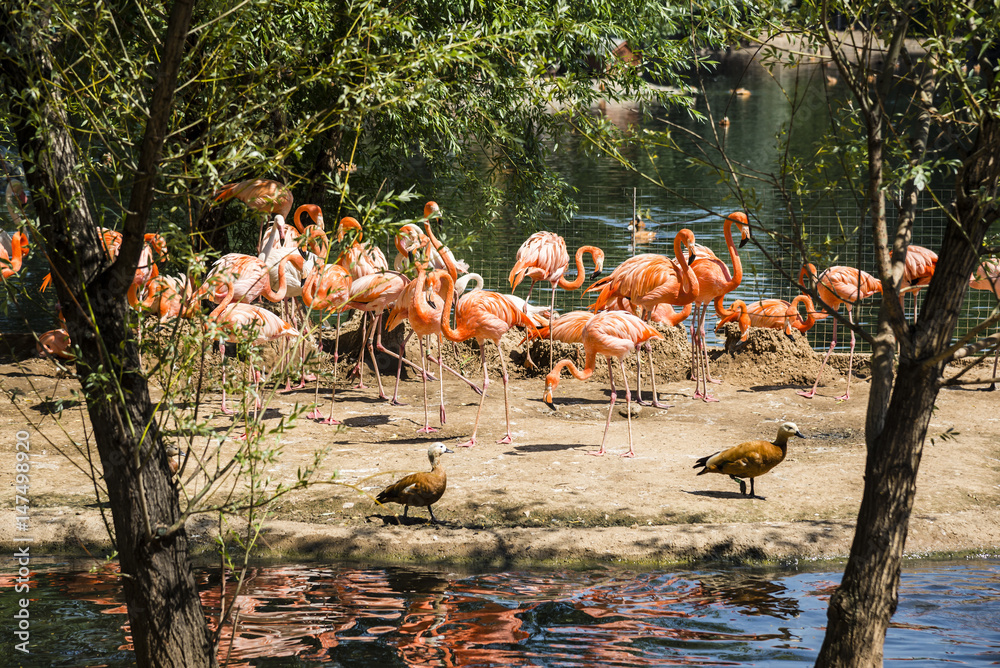 Fototapeta premium Flamingos