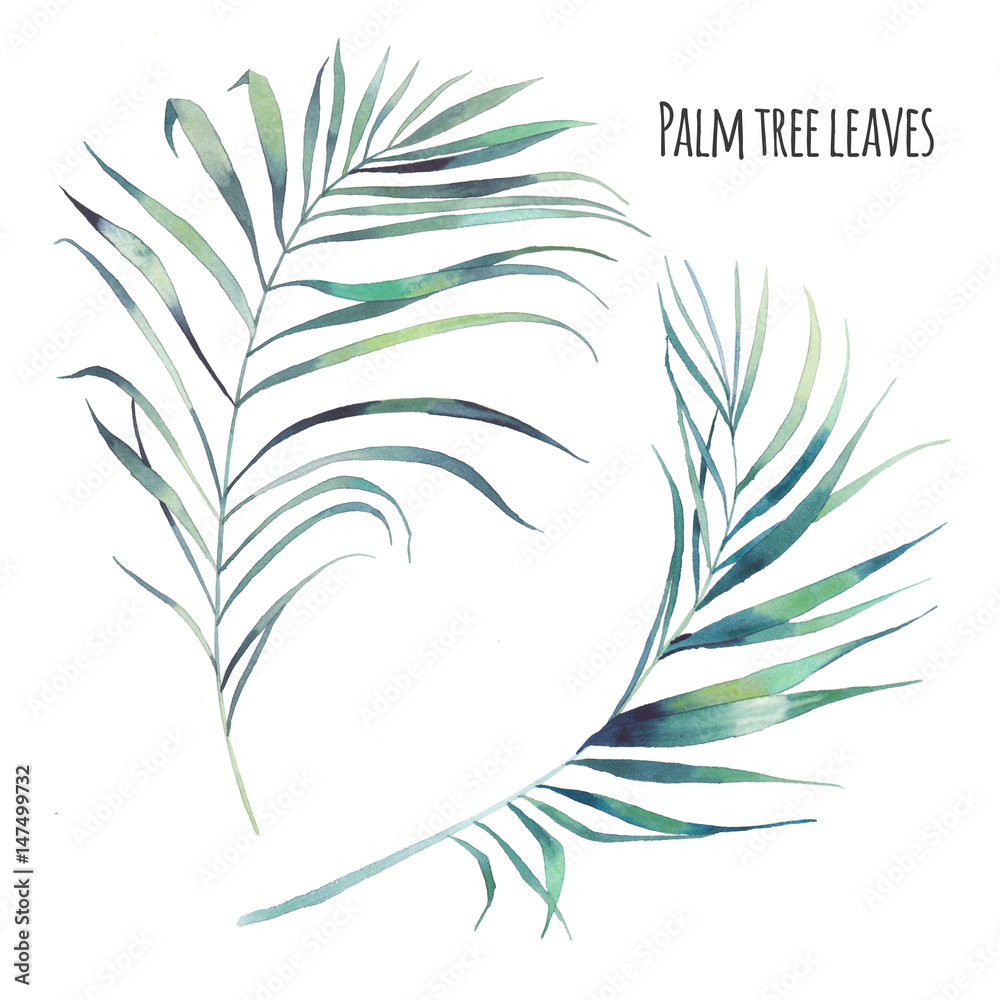 Watercolor tropical leaves set. Hand painted exotic palm tree branches ...