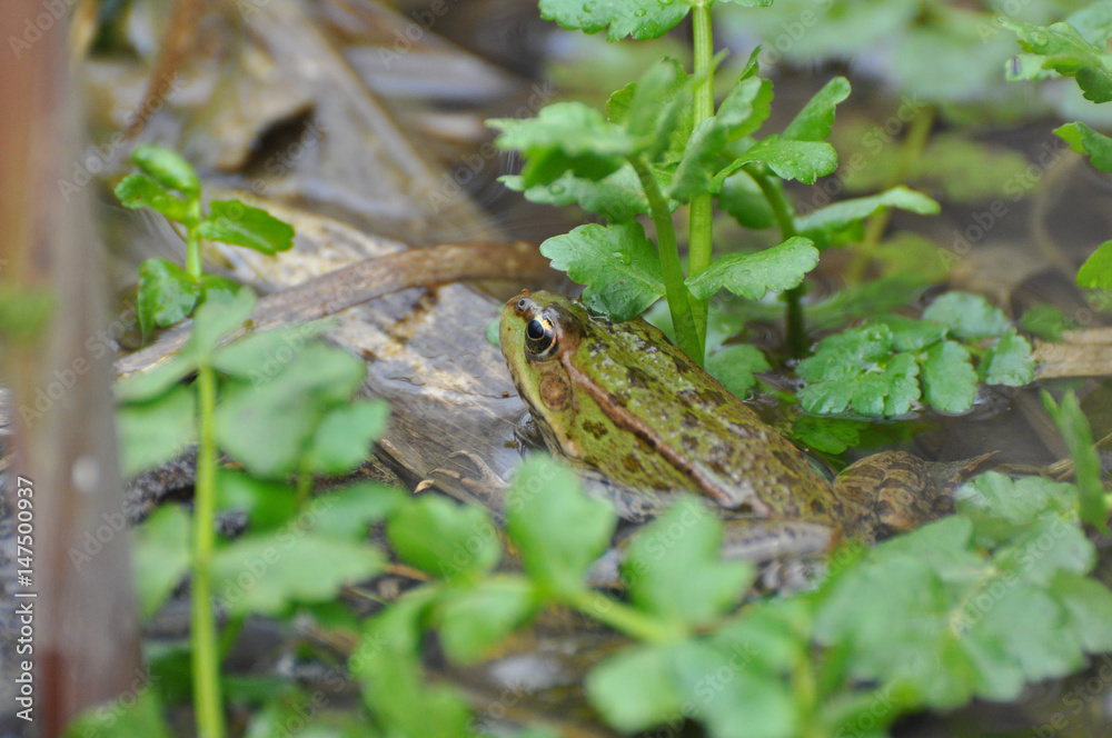 The edible frog (Pelophylax kl. esculentus) common water frog or green frog. Little frog in pond The edible frog (Pelophylax kl. esculentus) common water frog or green frog. Little frog in pond