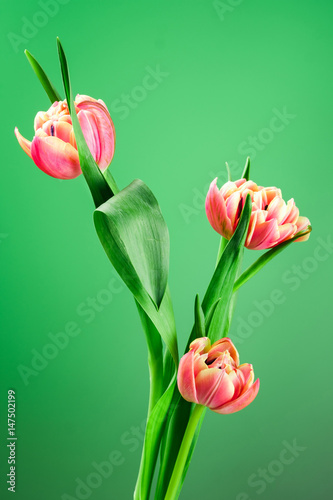 Spring tulip flower bouquet on a green background