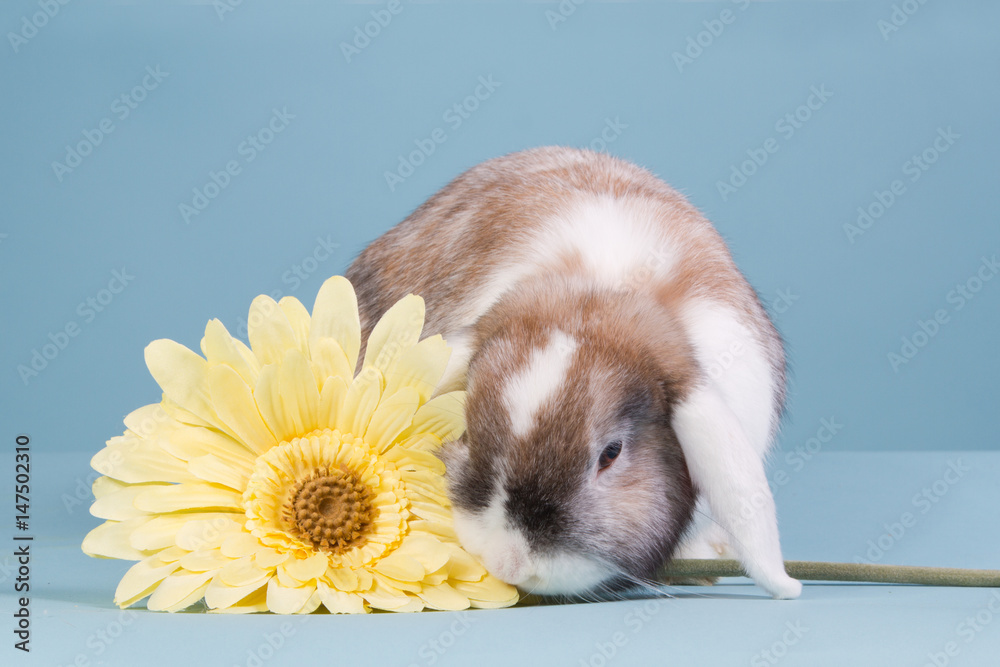 Naklejka premium Cute mini-lop bunny with a flower