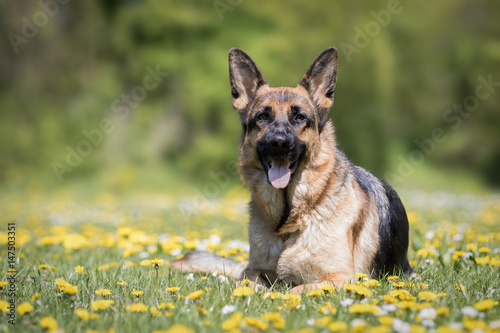 Deutscher Sch  ferhund