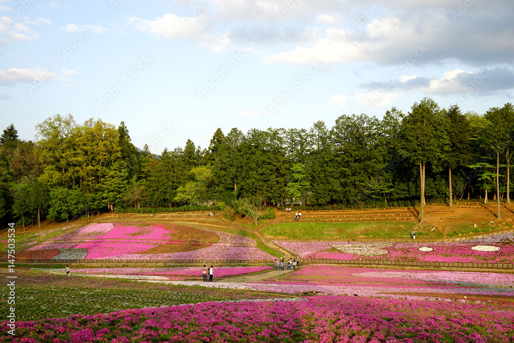 Obraz premium 芝桜