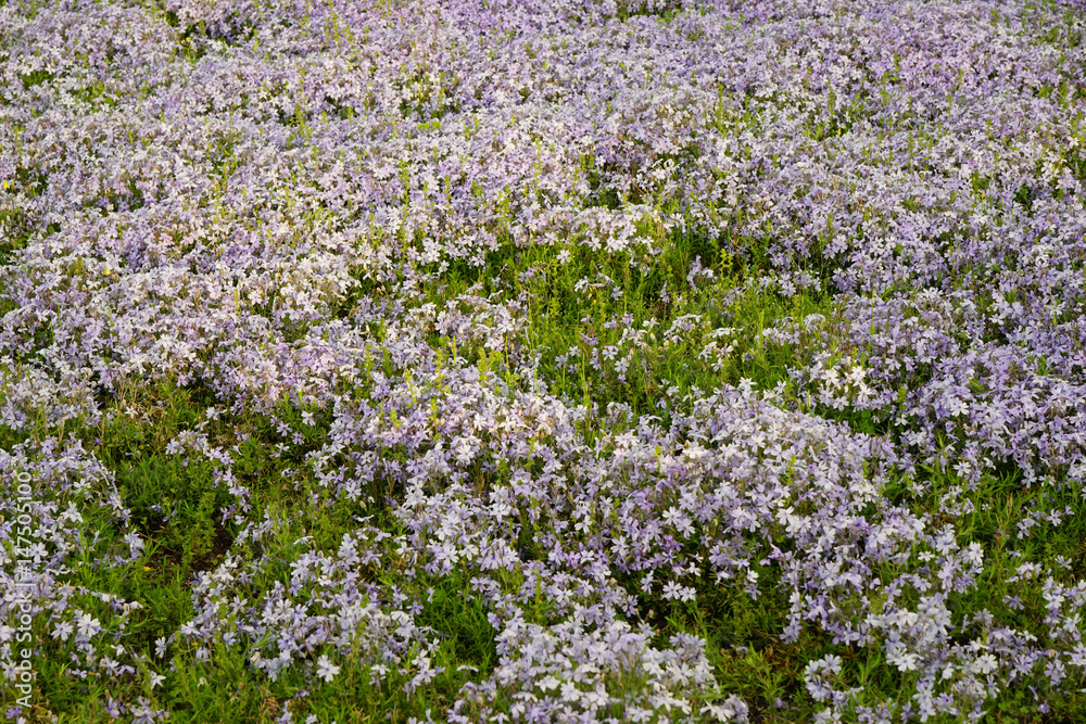 Obraz premium 芝桜
