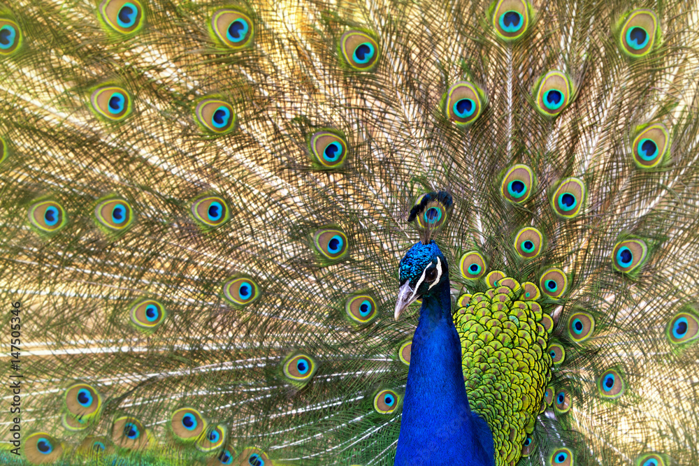 Obraz premium Peacock close up with tail.