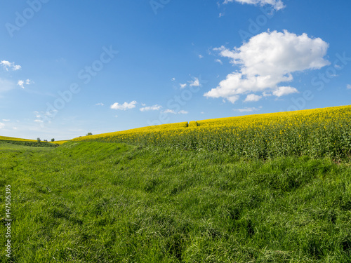 Rapsfeld im Fr  hling