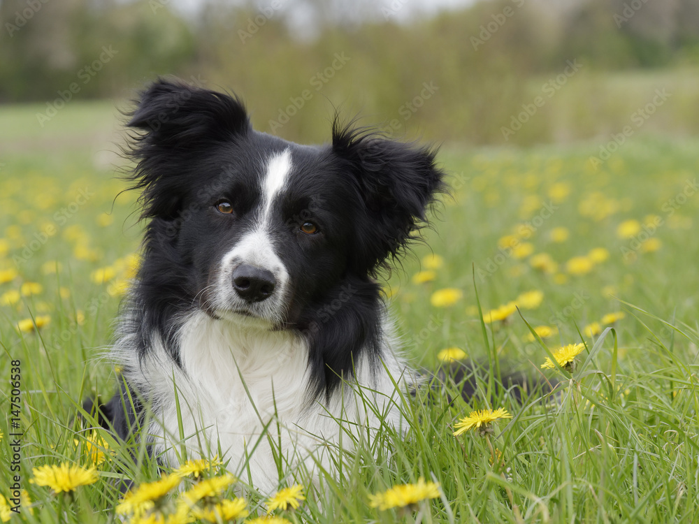 Fototapeta premium Portret Border Collie