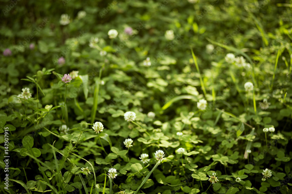 Beautiful clover flowers in the summer field Beautiful clover flowers in the summer field