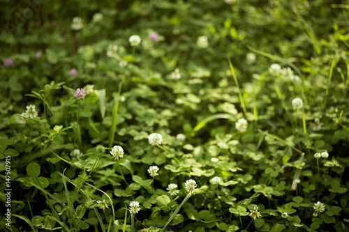 Beautiful clover flowers in the summer field