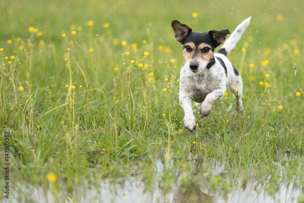Hund rennt über nasse Wiese - Jack russell Terrier 7 Jahre alt Hund rennt über nasse Wiese - Jack russell Terrier 7 Jahre alt