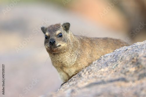 Góralek przylądkowy ( Procavia capensis ) #147509337