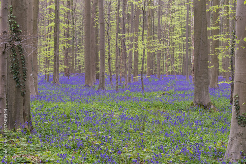 Hallerbos forest. The Hallerbos  Dutch for Halle forest  is a forest in Belgium situated in Flemish Brabant  known for its bluebell carpet which covers the forest floor for a few weeks each spring