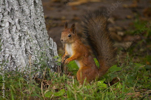 Squirrel near the tree © anastasii25