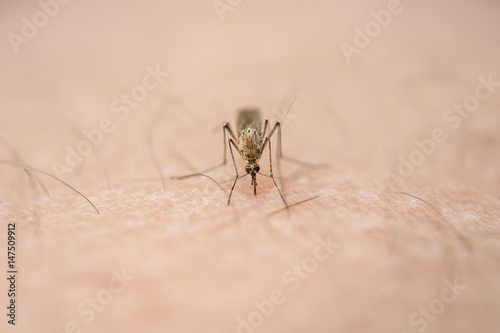 Photo of a close-up of a mosquito sitting on skin, disease carrier of malaria, insects