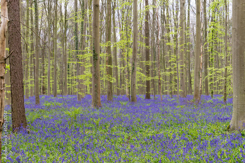 Hallerbos forest. The Hallerbos  Dutch for Halle forest  is a forest in Belgium situated in Flemish Brabant  known for its bluebell carpet which covers the forest floor for a few weeks each spring