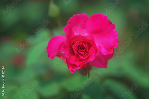 Red rose on green nature background