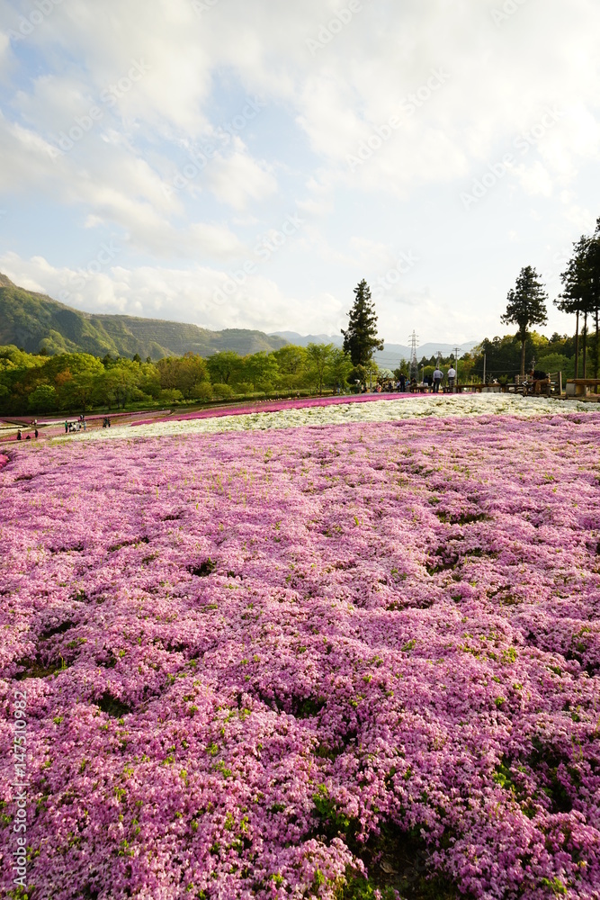 Fototapeta premium 芝桜
