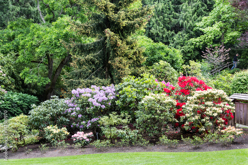 Brilliant Azaleas and Rhododendrons
