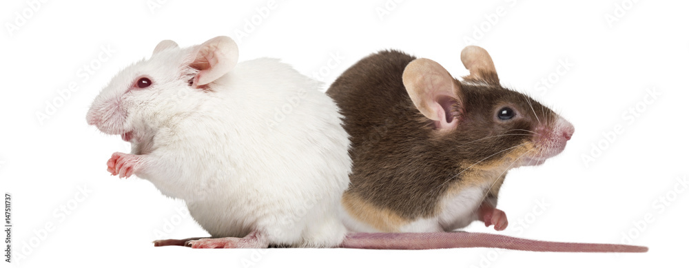 Albino white mouse and Common house mouse isolated on white Albino white mouse and Common house mouse isolated on white